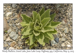 Wooly Mullein