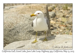 California Gull