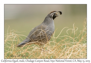 California Quail, male