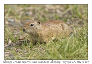 Belding's Ground Squirrel