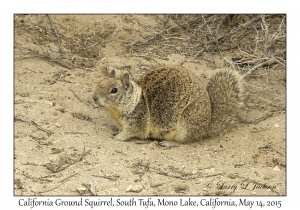 California Ground Squirrel