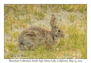 Mountain Cottontail