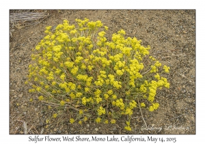 Sulfur Flower