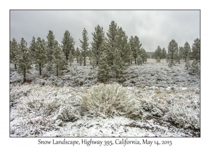 Snow Landscape