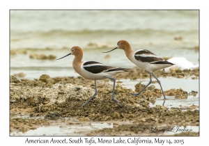 American Avocets