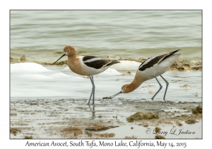 American Avocets