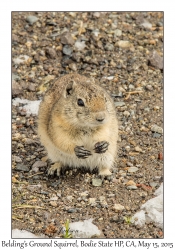 Belding's Ground Squirrel