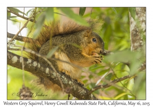 Western Gray Squirrel