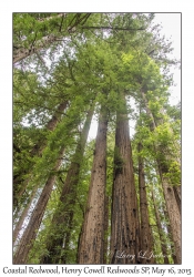 Coastal Redwoods