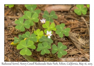 Redwood Sorrel