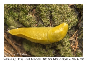 Banana Slug