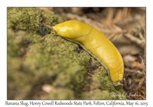 Banana Slug