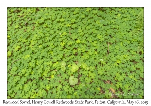 Redwood Sorrel