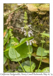 California Hedgenettle