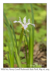 Wild Iris