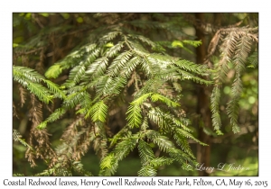 Coastal Redwood Leaves
