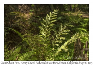 Giant Chain Fern