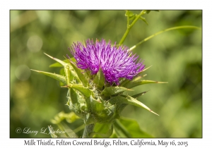 Milk Thistle