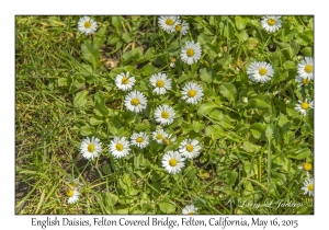 English Daisies