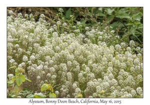 Alyssum