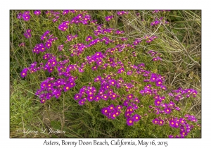 Asters