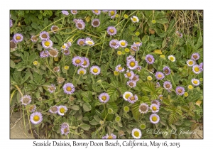 Seaside Daisies