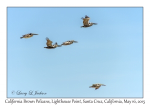 California Brown Pelicans