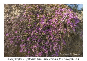 Dwarf Iceplant