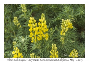 Yellow Bush Lupine