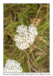 Yarrow