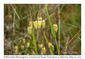 Rattlesnake Mannagrass