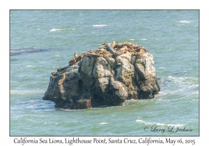 California Sea Lions