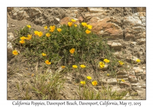 California Poppies