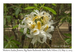 Western Azalea Flowers