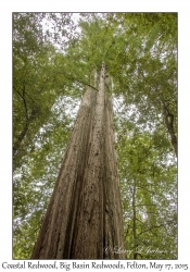 Coastal Redwoods