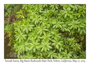 Tanoak Leaves