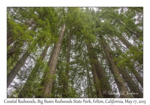 Coastal Redwoods