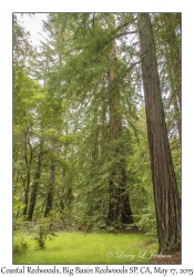 Coastal Redwoods