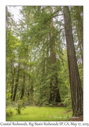 Coastal Redwoods