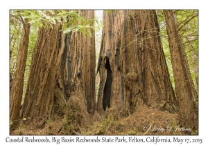 Coastal Redwoods