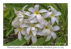 Plumeria pudica