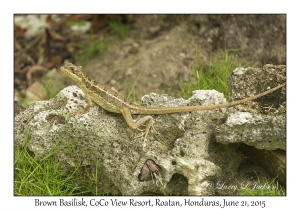 Brown Basilisk