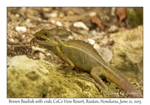 Brown Basilisk with crab