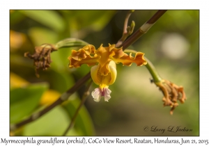 Myrmecophila grandiflora