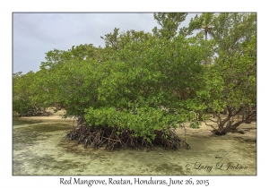 Red Mangrove