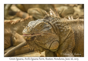 Green Iguana