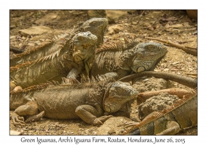 Green Iguanas