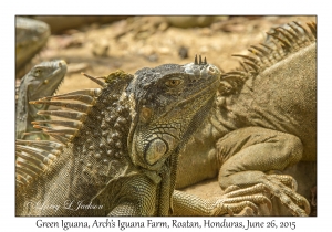 Green Iguana