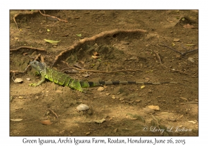 Green Iguana