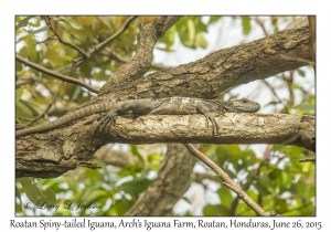 Roatan Spiny-tailed Iguana